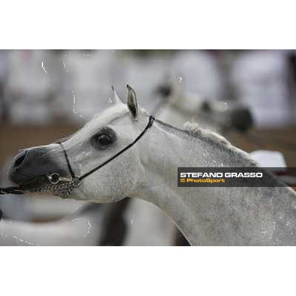 24th Qatar International Arabian Horse Show - Portraits at the Finals Doha,21th febr.2015 ph.Stefano Grasso