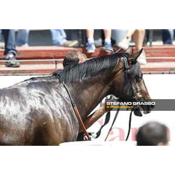Premio Dionisia Giacalmarbar Rome,Capannelle racecourse 17th may 2015 ph.Stefano Grasso